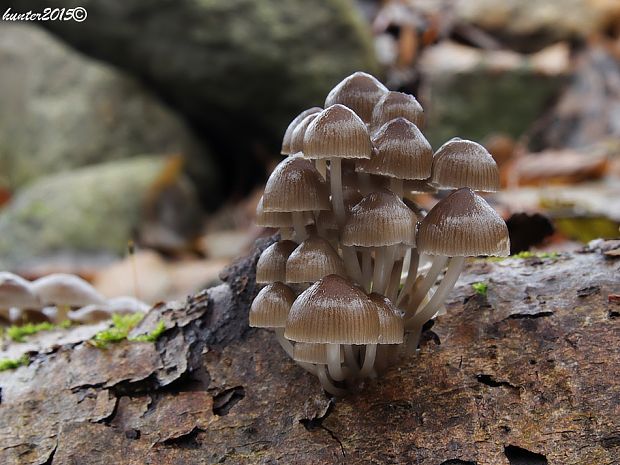 prilbička hnedosivá Mycena tintinnabulum (Paulet) Quél.