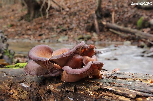 pňovka neskorá Sarcomyxa serotina (Pers.) P. Karst.