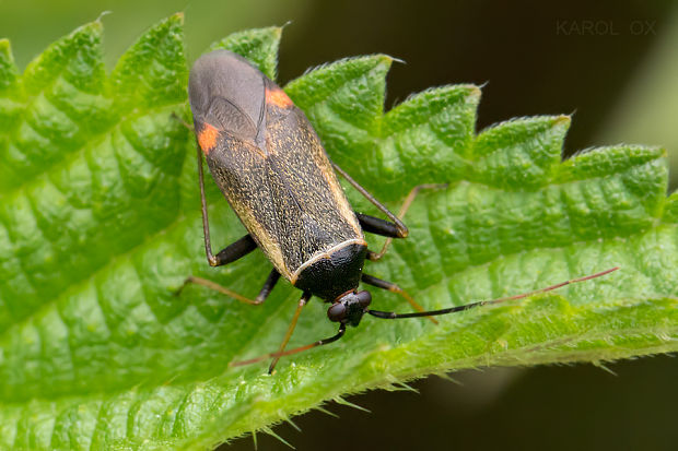 bzdôška čierna  Adelphocoris seticornis