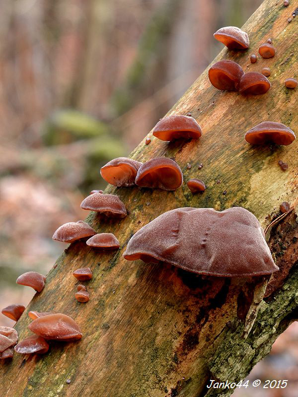 uchovec bazový Auricularia auricula-judae (Bull.) Quél.