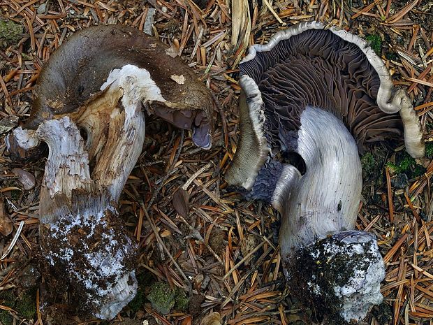 pavučinovec purpurovoškvrnitý Cortinarius purpurascens Fr.