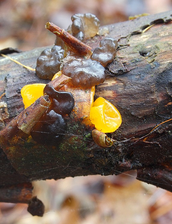 tmavorôsolovec a rôsolovka Exidia sp. a Tremella mesenterica