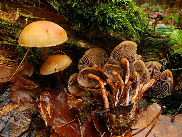 šupinačka menlivá Kuehneromyces mutabilis (Schaeff.) Singer & A.H. Sm.