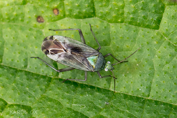 bzdôška Macrotylus solitarius