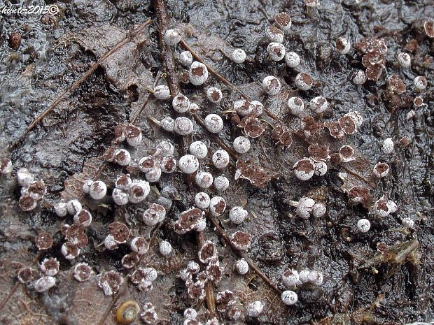 vápnikovec Physarum sp.