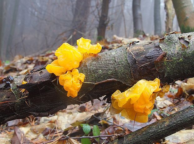 rôsolovka zlatožltá Tremella mesenterica Retz.