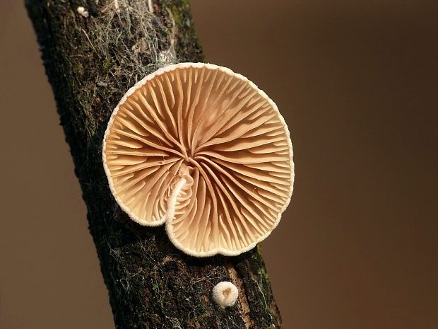 pahliva Crepidotus sp.