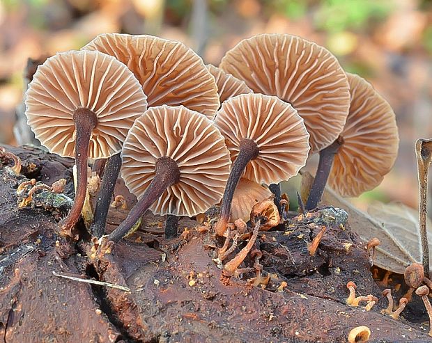 špička smradľavá Gymnopus foetidus (Sowerby) J.L. Mata & R.H. Petersen