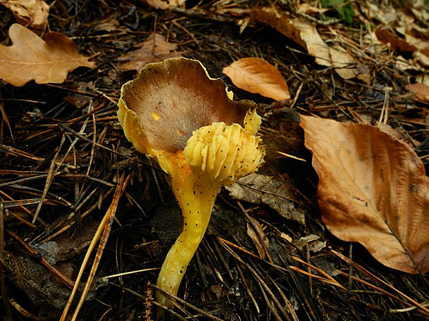 šťavnačka mrazová Hygrophorus hypothejus (Fr.) Fr.