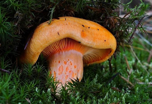 rýdzik jedľový Lactarius salmonicolor R. Heim & Leclair