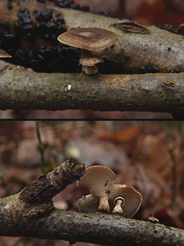 trúdnik zimný Lentinus brumalis (Pers.) Zmitr.