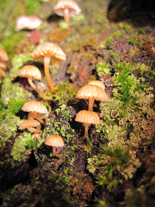 prilbička Mycena sp.