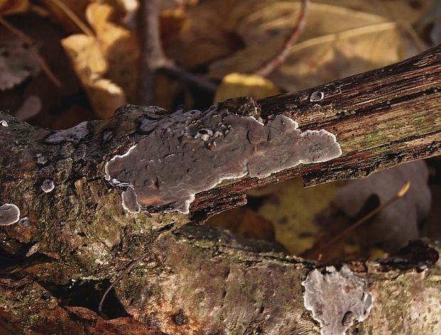 kornatka dubová Peniophora quercina (Pers.) Cooke