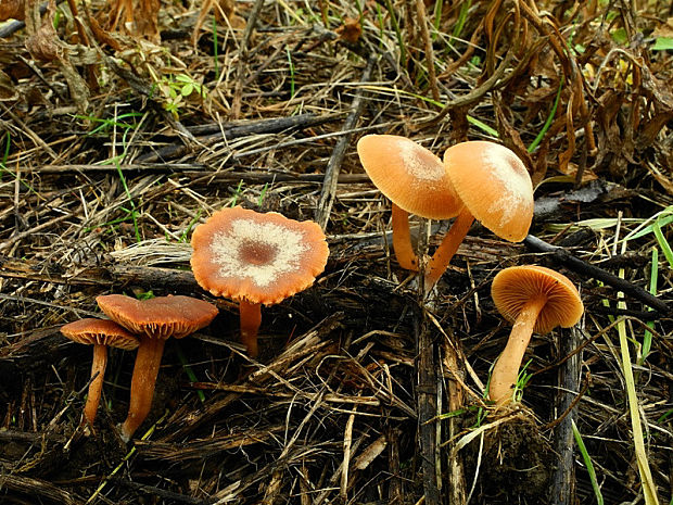 smeťovka zimná Tubaria furfuracea (Pers.) Gillet