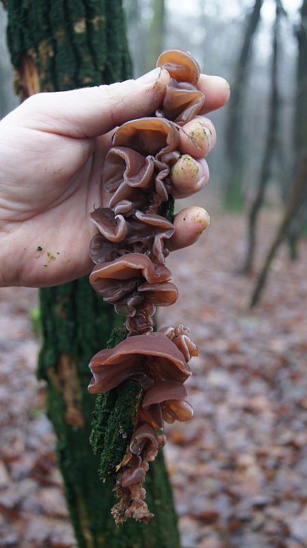 uchovec bazový Auricularia auricula-judae (Bull.) Quél.