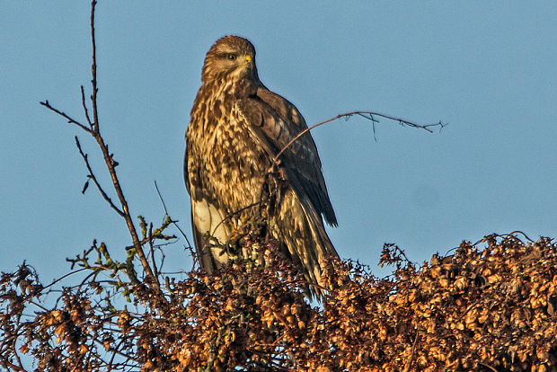 myšiak hôrny  Buteo buteo