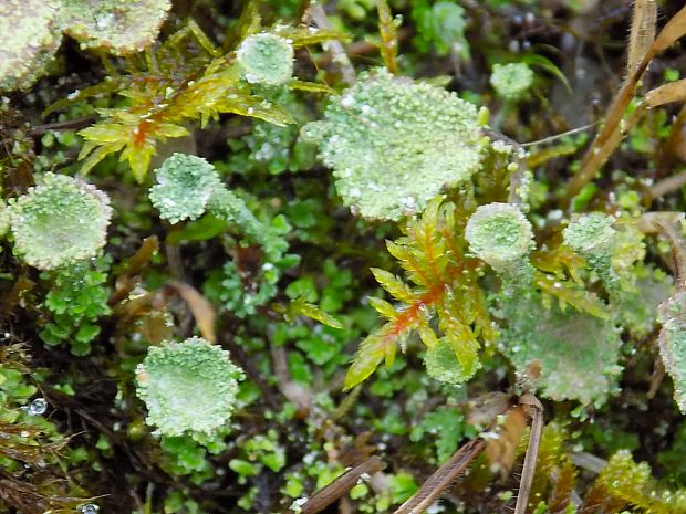 dutohlávka Cladonia sp.