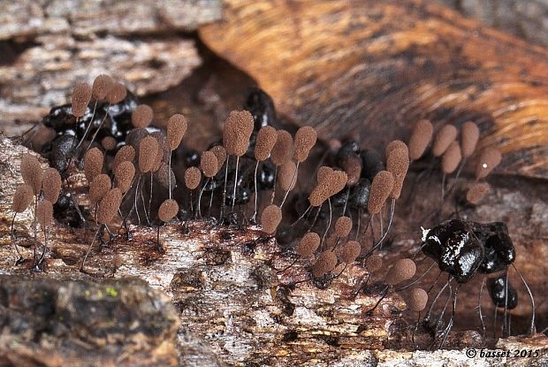 slizovka Comatricha nigra (Pers.) J. Schröt.