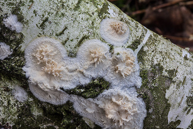 pukavec rozložitý Cylindrobasidium cf. evolvens (Fr.) Jülich