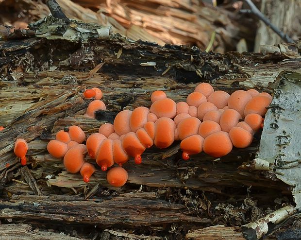 vlčinka Lycogala sp.