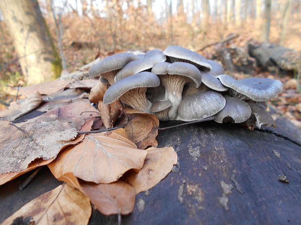 hliva ustricovitá Pleurotus ostreatus (Jacq.) P. Kumm.