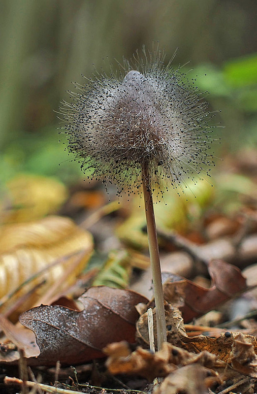 tŕnik veľkoplodý Spinellus fusiger (Link) Tiegh.