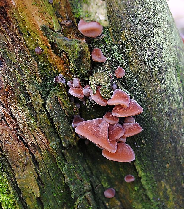 uchovec bazový Auricularia auricula-judae (Bull.) Quél.