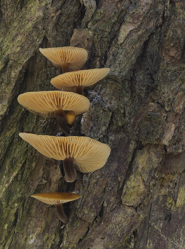 plamienka Flammulina sp.