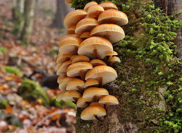 plamienka Flammulina sp.