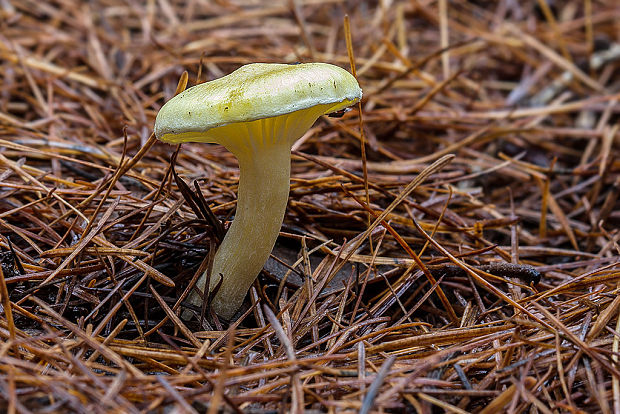 šťavnačka smrekovcová Hygrophorus lucorum Kalchbr.