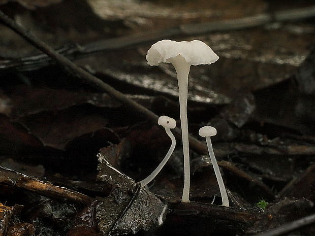 prilbička Mycena sp.