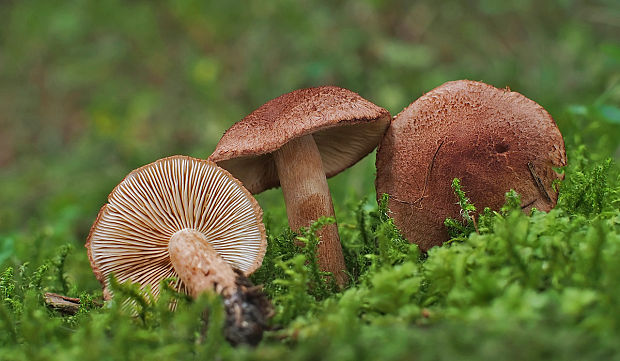 čírovka škridlicovitá Tricholoma vaccinum (Schaeff.) P. Kumm.