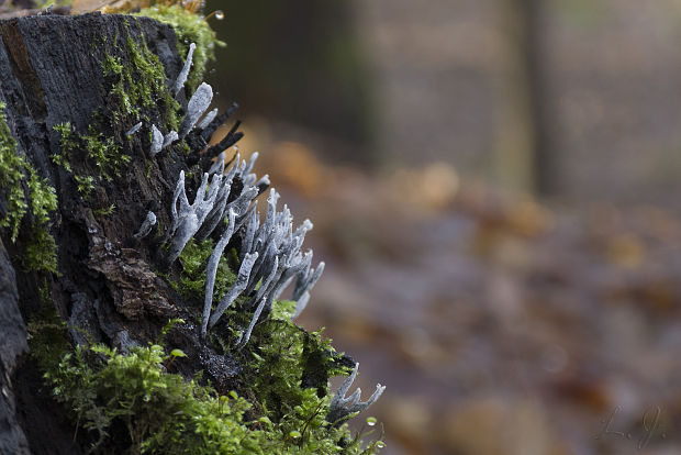 drevnatec parohatý Xylaria hypoxylon (L.) Grev.