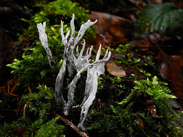 drevnatec parohatý Xylaria hypoxylon (L.) Grev.