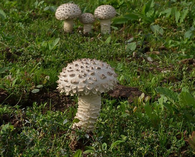 muchotrávka Vittadiniho Amanita vittadinii (Moretti) Vittad.