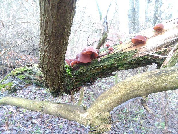 uchovec bazový Auricularia auricula-judae (Bull.) Quél.