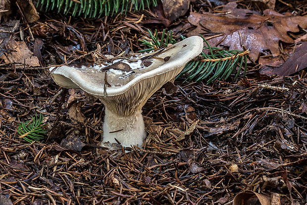 strmuľka inovaťová Clitocybe nebularis (Batsch) P. Kumm.