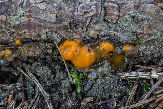 slzovec Dacrymyces sp.