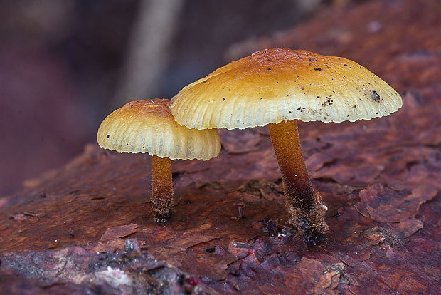 plamienka Flammulina sp.