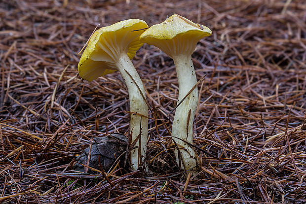 šťavnačka smrekovcová Hygrophorus lucorum Kalchbr.