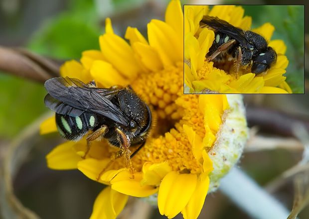 čalúnica Pseudoanthidium lituratum