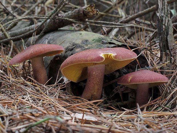 čírovec červenožltý Tricholomopsis rutilans (Schaeff.) Singer