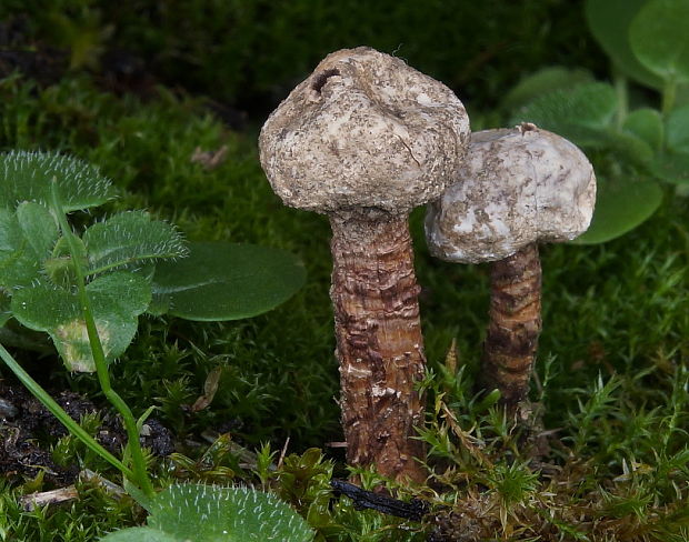 stopkovec vláknitý Tulostoma fimbriatum Fr.