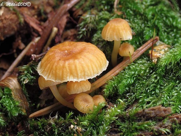 tanečnička zvončekovitá Xeromphalina campanella (Batsch) Maire