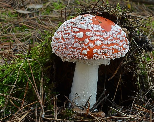 muchotrávka červená Amanita muscaria (L.) Lam.