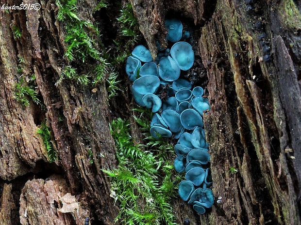 zelenica Chlorociboria sp.