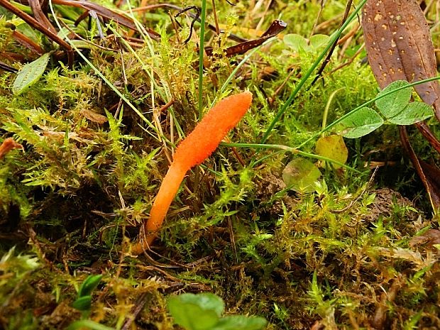 žezlovka hmyzová Cordyceps militaris (Fr.) Link