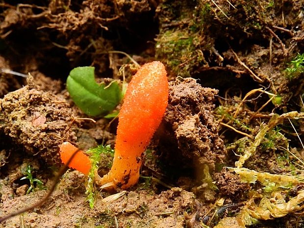 žezlovka hmyzová Cordyceps militaris (Fr.) Link