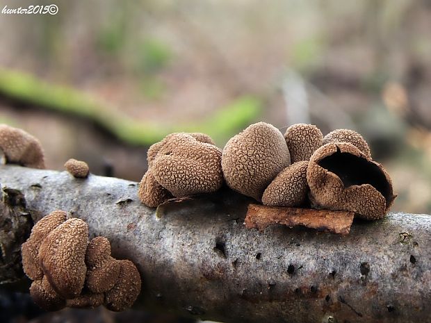 dutinovka otrubnatá Encoelia furfuracea (Roth) P. Karst.