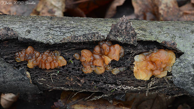 tmavorôsolovec brezový Exidia cartilaginea S. Lundell & Neuhoff